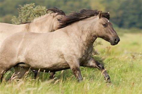 Konik Horse