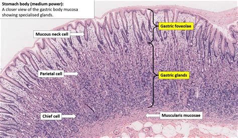 Histology Stomach Stomach Base Of Gastric Glands Slide | Sexiz Pix