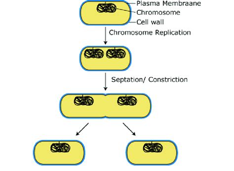 Eubacteria - Definition and Examples - Biology Online Dictionary