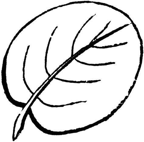 Orbicular Leaf | ClipArt ETC