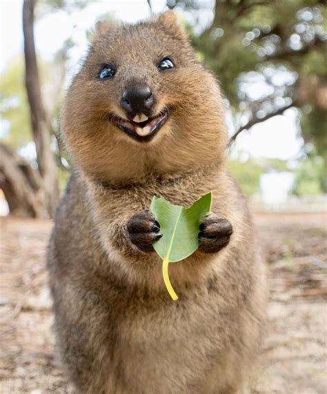 The quokka is the happiest animal on Earth! : r/pics