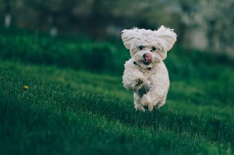 HD wallpaper: bichon frise, dog, running, grass, domestic, pets, canine, domestic animals ...