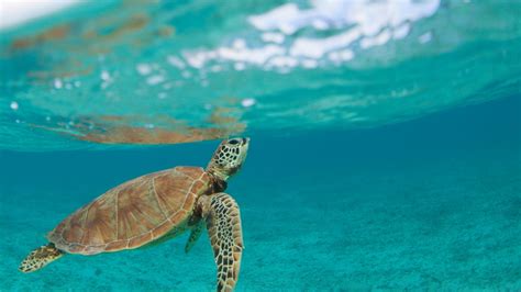 5 impresionantes fondos de pantalla de abril para celebrar el Día de la Tierra