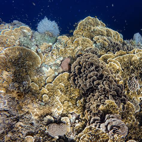 Montipora Capricornis: Saiba tudo sobre este Coral SPS