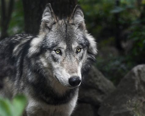 Gray wolf population in peril unless Biden restores 'endangered species' protections