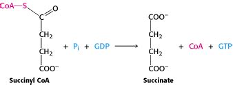 Succinate-coa ligases; succinyl-coa synthetases