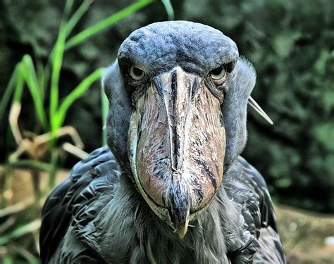 You Talk'in to Me? | Shoebill, Bird and Unusual animals