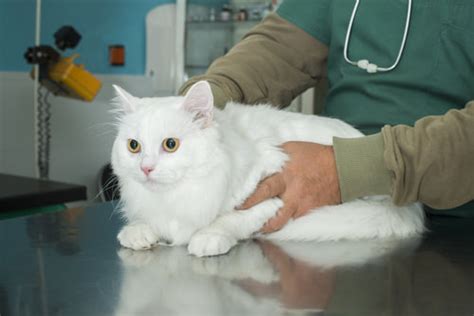 5 Symptoms of Liver Disease in Cats