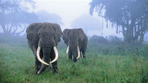 African Elephants, Ngorongoro Conservation Area, Tanzania | Animaux et ...