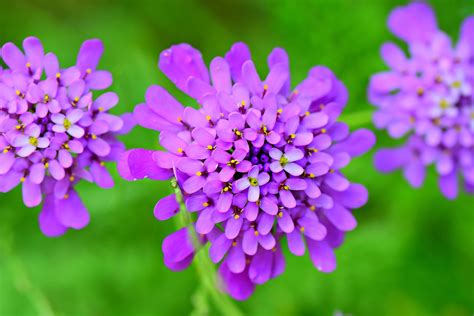 Candytuft Flower Plant Iberis - Free photo on Pixabay - Pixabay