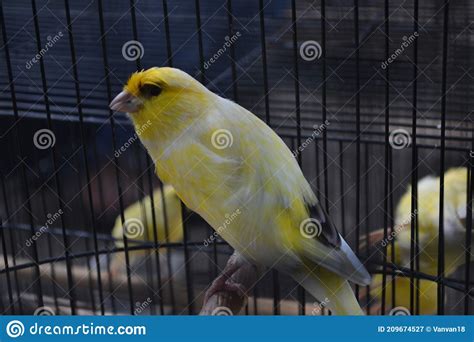 Small Parakeet with Yellow Feathered Inside the Cage. Sitting on the Branch Closeup Side View ...