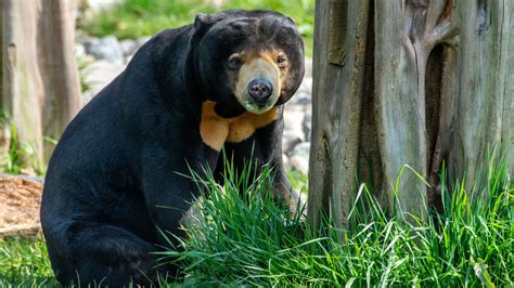 Sun Bear Fact Sheet | Blog | Nature | PBS