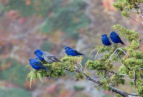 Bird Watching in Nepal with Asahi Treks & Expedition (P.) Ltd.