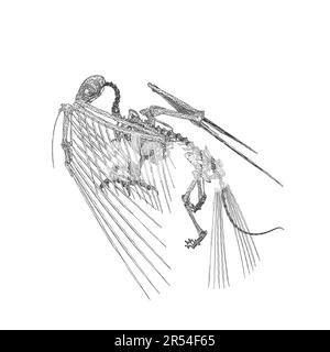 Bird animal skeleton vector illustration isolated on white background, Hand draw skeleton raven ...