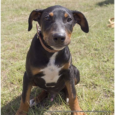 Rocky (On Trial 21/6/14) ~ Free ~ - Medium Male Doberman Mix Dog in NSW ...