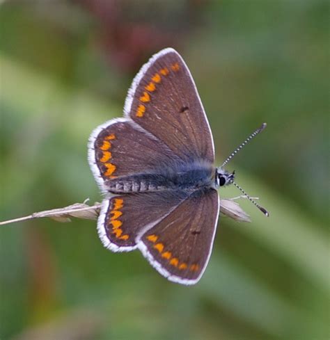 Look, no hands!: Three small butterflies