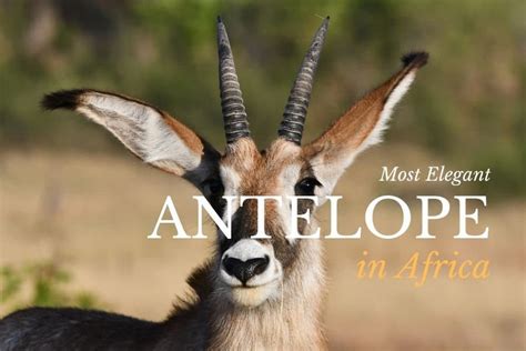 List African Animals With Horns : Oryx Antelope South African Wildlife ...