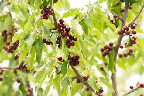 How to Grow and Care for a Bing Cherry Tree