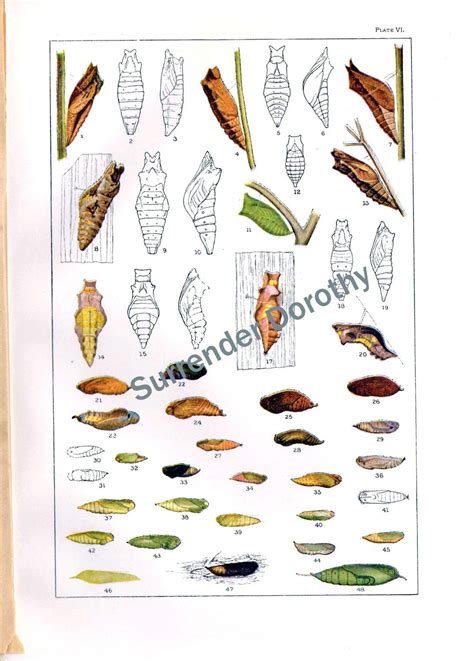 Butterfly Cocoon Chart Edwardian Entomology 1900 Natural | Etsy