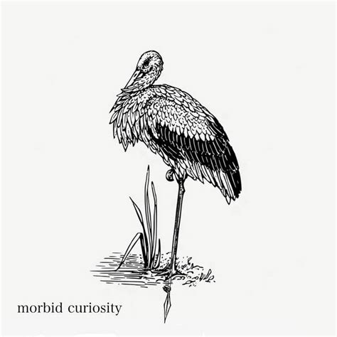 Morbid Curiosity | The Unmentionable