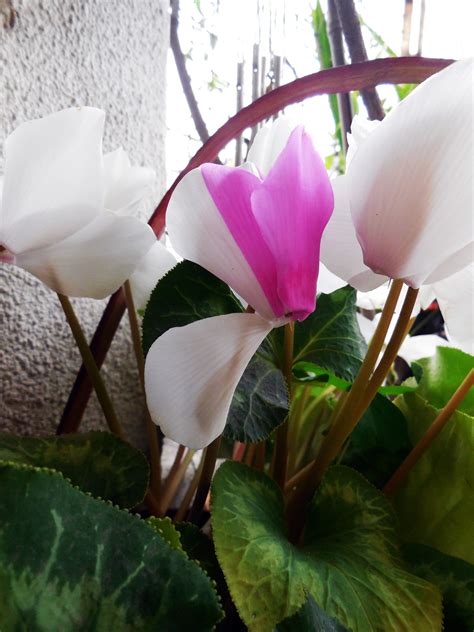 Cyclamen bicolor | Plants, Flowers, Garden