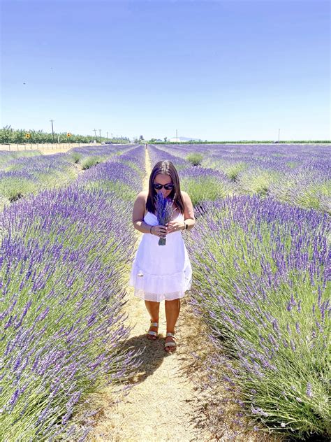 7 California Lavender Fields and Farms (Including My Absolute Favorite!)