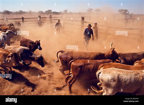 Mustering cattle, outback Australia Stock Photo - Alamy