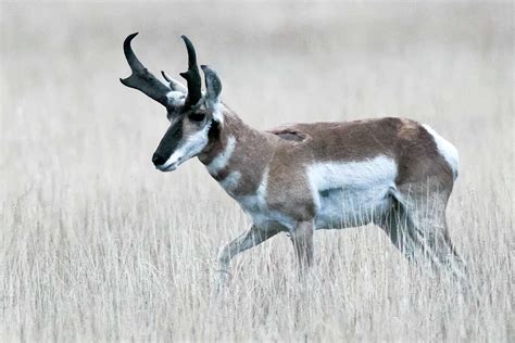 Pronghorn permit hunt creates lifetime memories