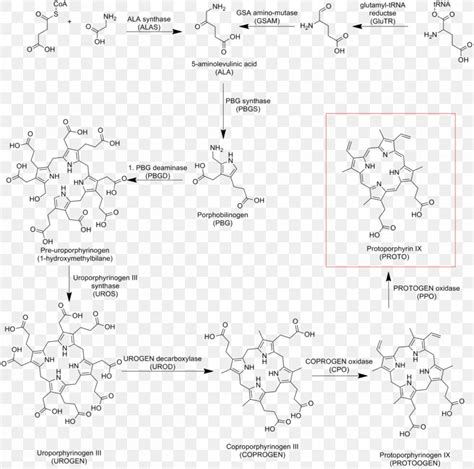 Protoporphyrin IX Heme Cytochrome C, PNG, 1208x1199px, Protoporphyrin Ix, Area, Biosynthesis ...