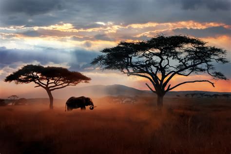 Wild African elephant in the savannah. Serengeti National Park ...