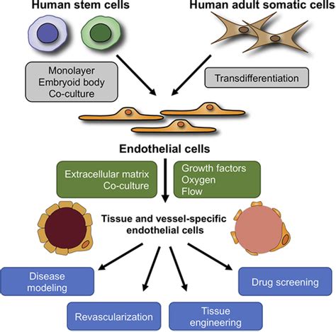 Dedifferentiation Of Lineage Committed Cells By A Small Molecule - Risala Blog