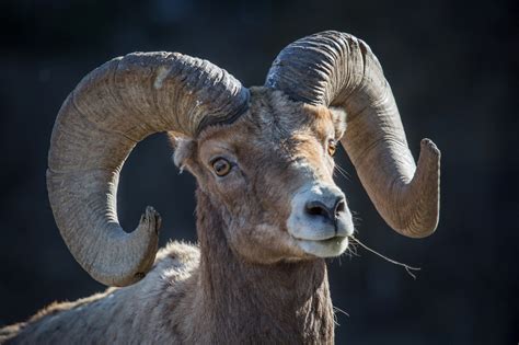 Bighorn Sheep Free Stock Photo - Public Domain Pictures