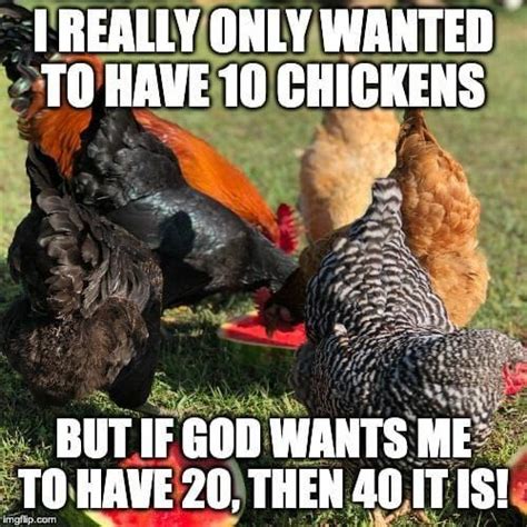 Pin by Sarah Ensz on snort | Chicken humor, Chickens backyard, Chickens