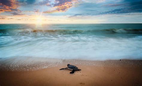 Download A Baby Sea Turtle Is Walking On The Beach At Sunset | Wallpapers.com