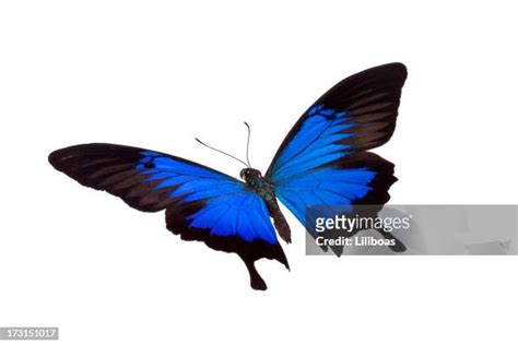 539 Iridescent Butterfly Stock Photos, High-Res Pictures, and Images - Getty Images