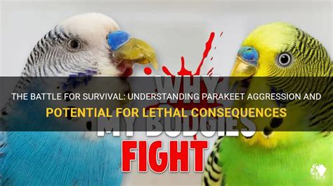 The Battle For Survival: Understanding Parakeet Aggression And ...