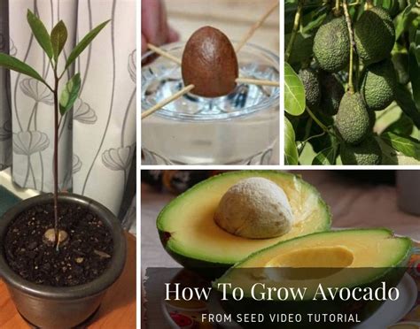 How To Grow An Avocado Seed | cirugiaplasticayalgomas