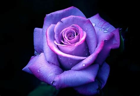 Purple Rose - Image Abyss