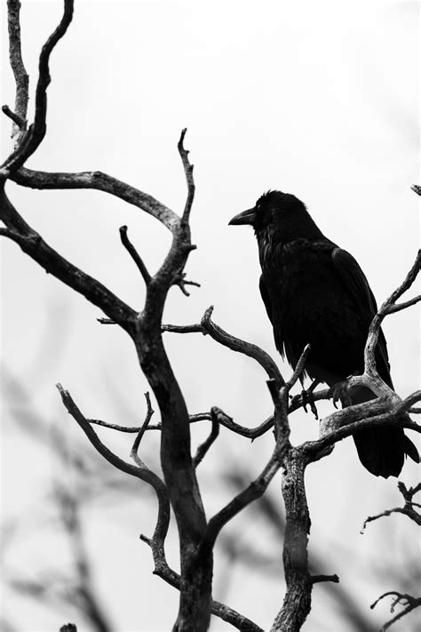 Raven by Marco De Waal / 500px | Black bird, Raven, Black and white