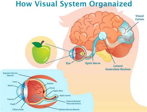 What is optic nerves and why is it so essential to our eyesight?