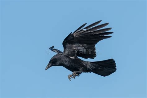 5,078 Flying Raven Stock Photos - Free & Royalty-Free Stock Photos from ...