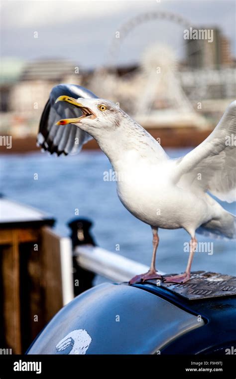 Seagulls pier bird hi-res stock photography and images - Alamy