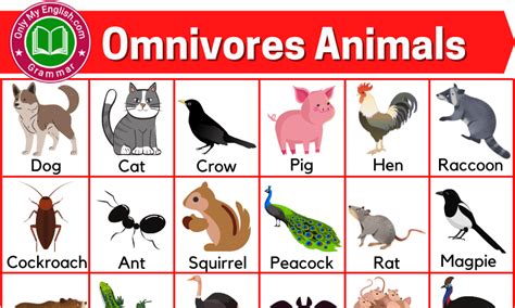 50+ Omnivorous Animals Name List with Pictures » Onlymyenglish.com