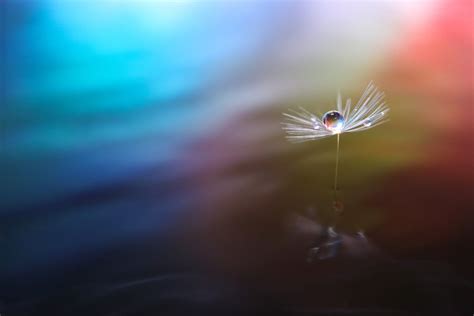 Macro Photography Techniques: Flowers in Water Droplets