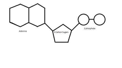 Adenosine diphosphate; Adenosine Pyrophosphate; ADP; Magnesium ADP; MgADP