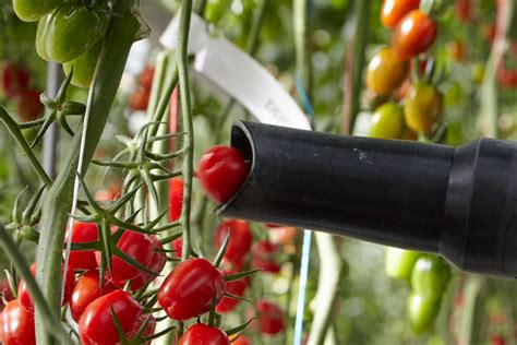 Syngenta and Four Growers, Inc. Collaborate on Robotic Tomato Harvesting - Ospraie Ag Science