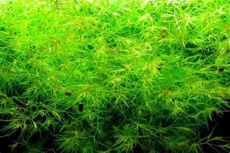 Guppy Grass Care Guide – Planting, Growing, and Propagation - Shrimp ...