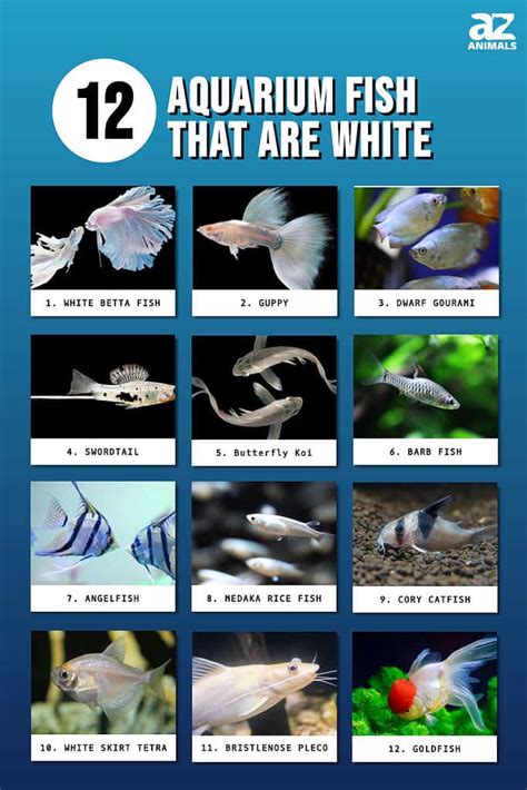 Types of White Fish: 12 Different Aquarium Fish That Are White - A-Z ...