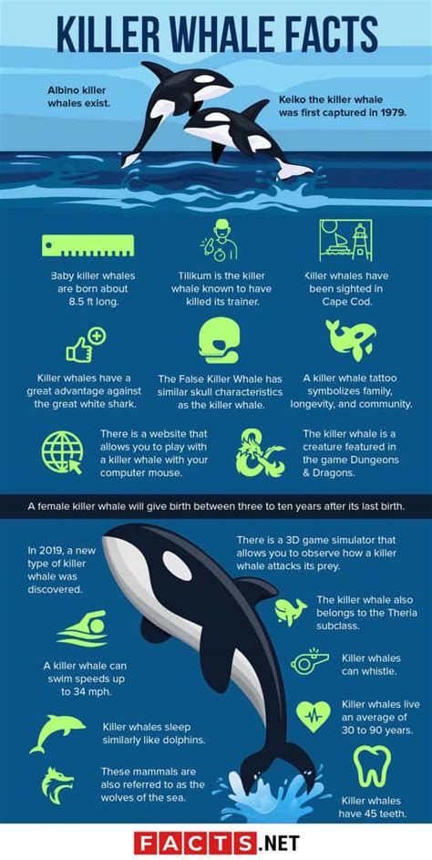 50 Killer Whale Facts That Will Blow Your Mind - Facts.net