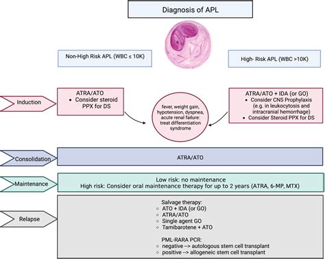 Frontiers | The treatment of acute promyelocytic leukemia in 2023: Paradigm, advances, and ...